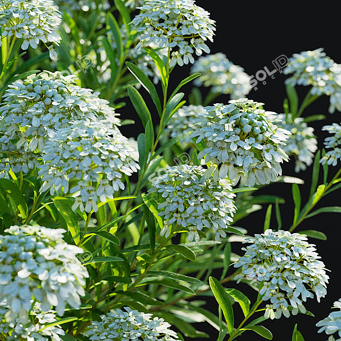 Eternal Green Iberis Flowers Pack 3D model image 6