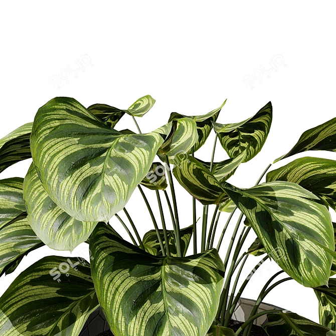 Realistic Indoor Plant 3D Bundle 3D model image 2