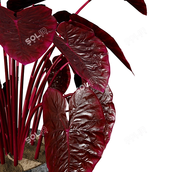 Realistic Indoor Plant 3D Bundle 3D model image 4