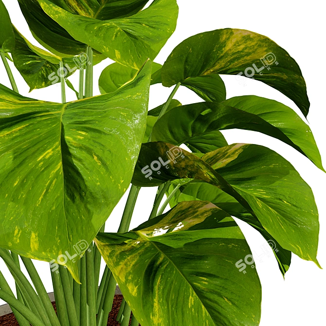 Realistic Indoor Plant 3D Bundle 3D model image 5