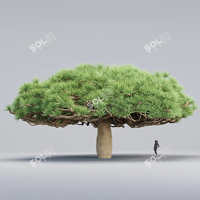 Socotra Dragon Tree 3D Model 3D model image 1