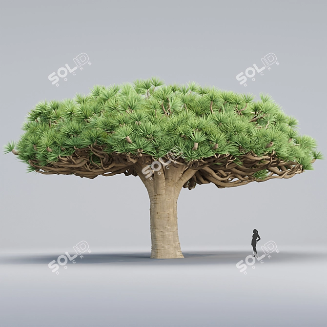 Socotra Dragon Tree 3D Model 3D model image 2