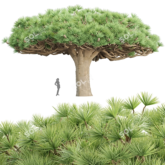 Socotra Dragon Tree 3D Model 3D model image 4