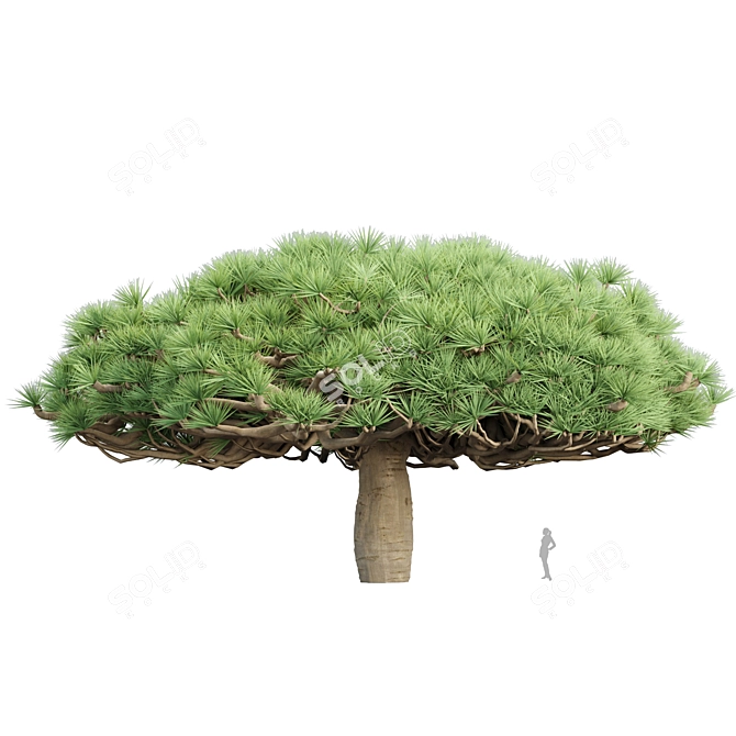 Socotra Dragon Tree 3D Model 3D model image 5