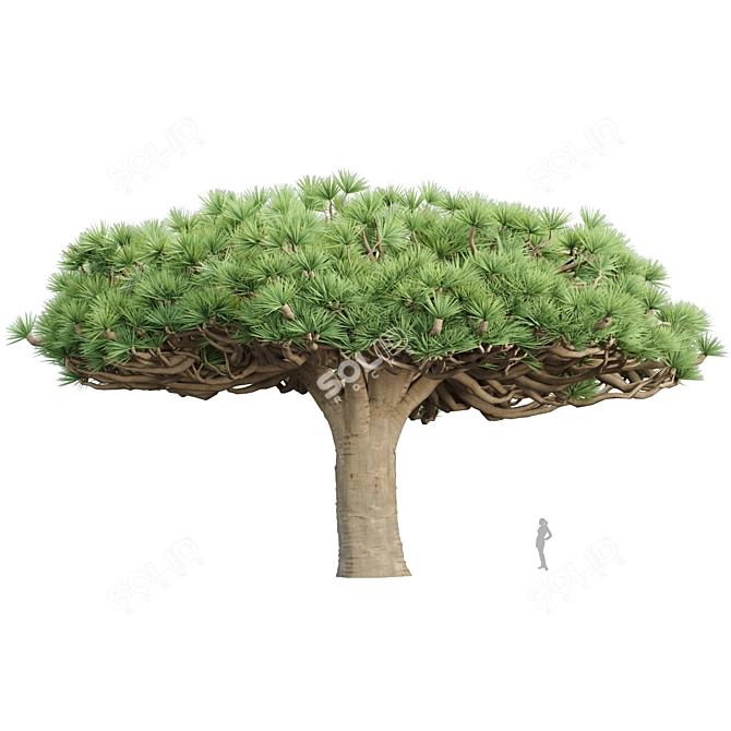 Socotra Dragon Tree 3D Model 3D model image 6