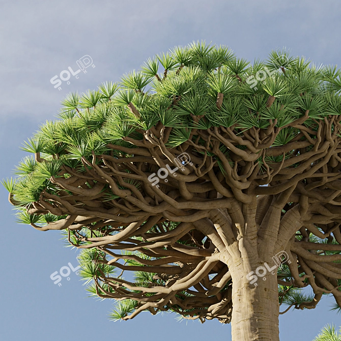 Socotra Dragon Tree 3D Model 3D model image 10