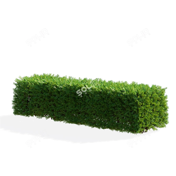 Picea Abies Hedge Assortment 3D model image 2