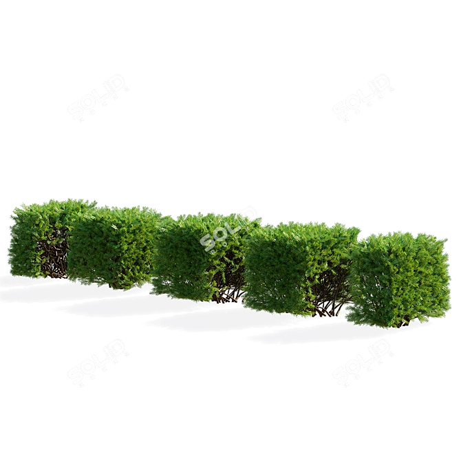 Picea Abies Hedge Assortment 3D model image 6