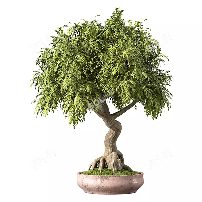 Miniature Bonsai Tree Set 3D model image 1