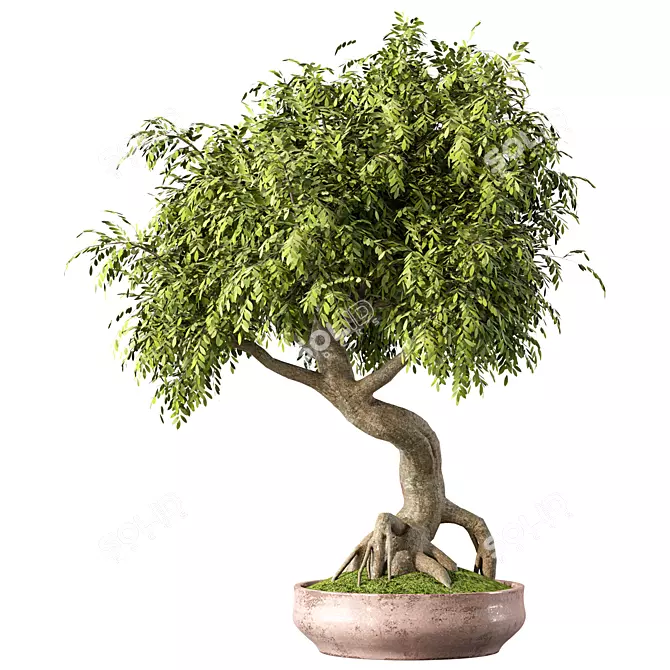 Miniature Bonsai Tree Set 3D model image 2