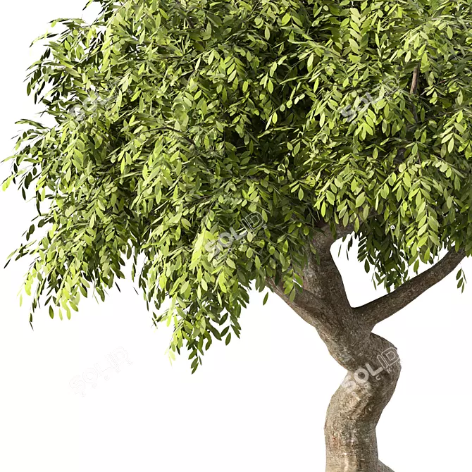 Miniature Bonsai Tree Set 3D model image 3