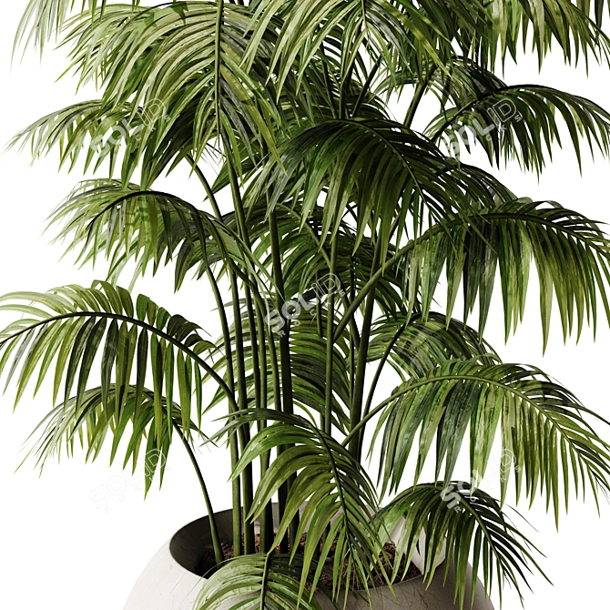 Lush Areca Palm Indoor Plant 3D model image 4