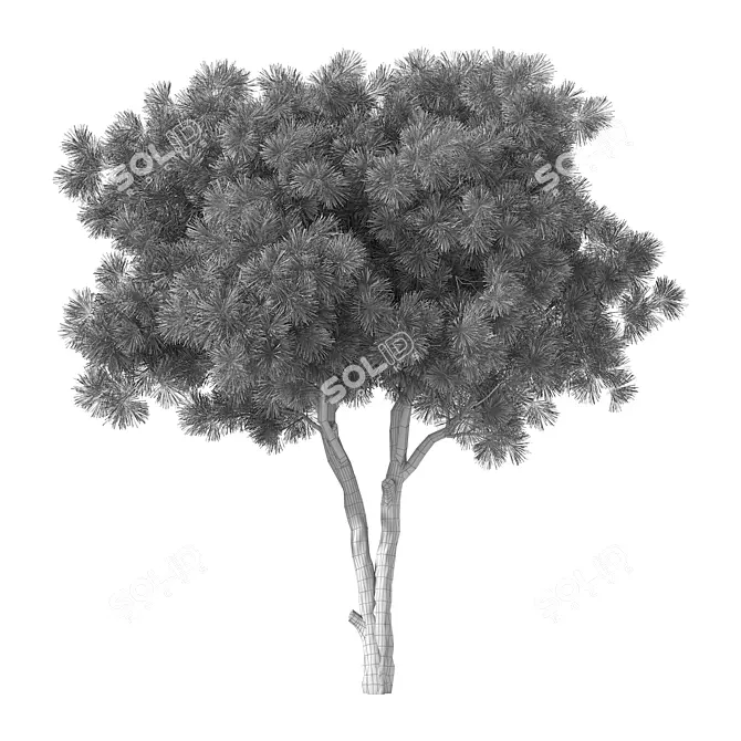 Sculpted Pine Tree No.132 3D model image 3