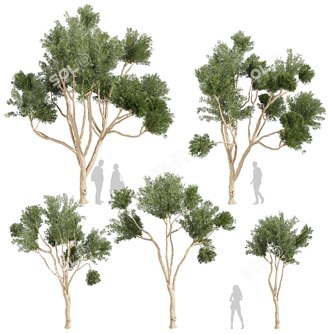 High-Quality Eucalyptus Tree Model 3D model image 1