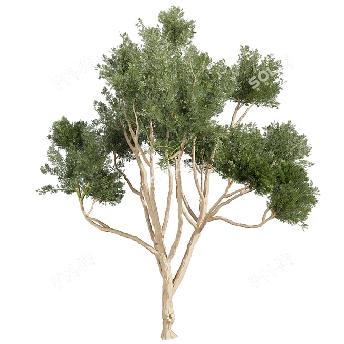 High-Quality Eucalyptus Tree Model 3D model image 2