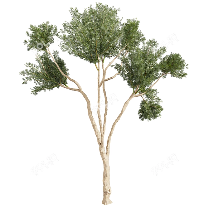 High-Quality Eucalyptus Tree Model 3D model image 4