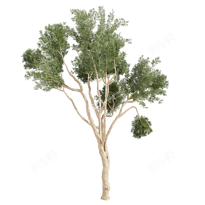 High-Quality Eucalyptus Tree Model 3D model image 5