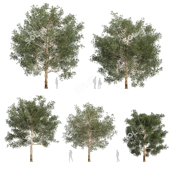 Premium Eucalyptus Grandis Tree Model 3D model image 1