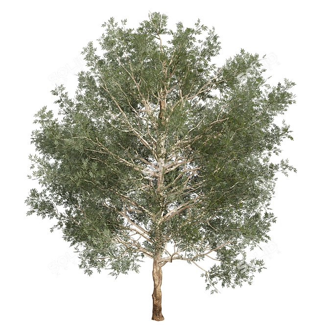 Premium Eucalyptus Grandis Tree Model 3D model image 2