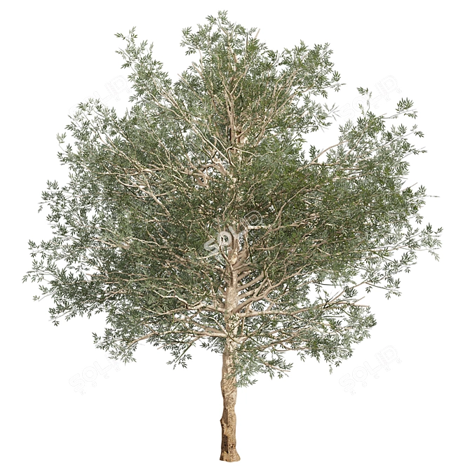 Premium Eucalyptus Grandis Tree Model 3D model image 5