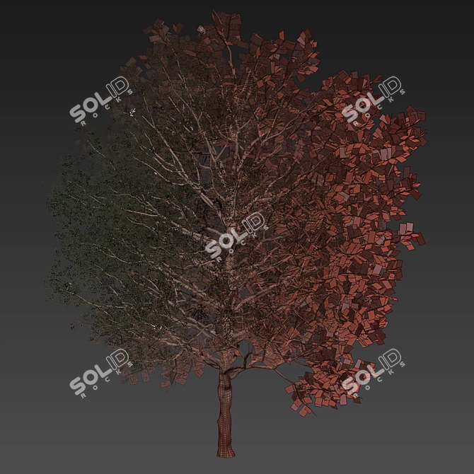 Premium Eucalyptus Grandis Tree Model 3D model image 7