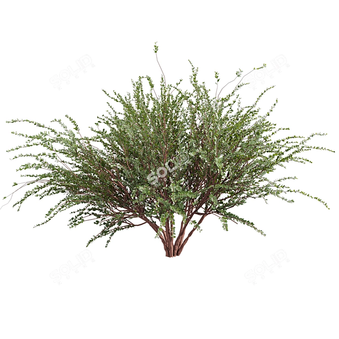 Premium Eucalyptus Websteriana Tree Model 3D model image 2