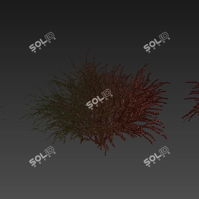 Premium Eucalyptus Websteriana Tree Model 3D model image 7