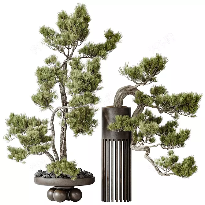 Premium Bonsai Pinus Set	with Textures 3D model image 1