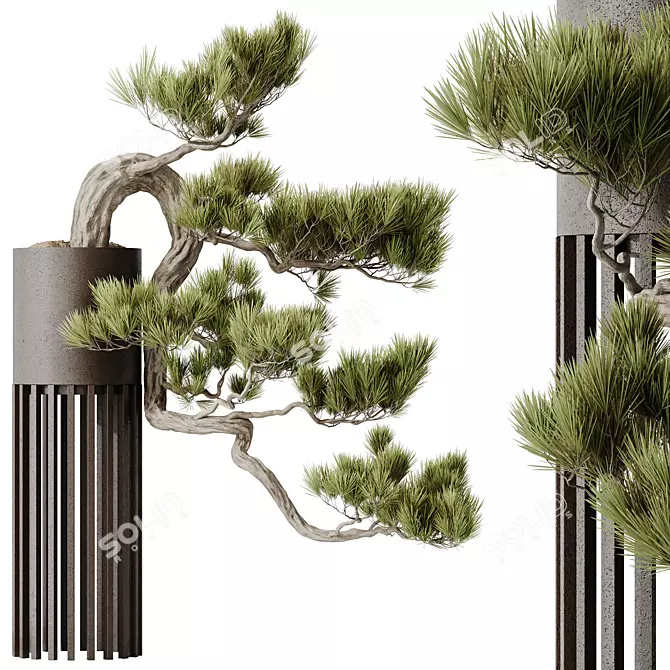 Premium Bonsai Pinus Set	with Textures 3D model image 2