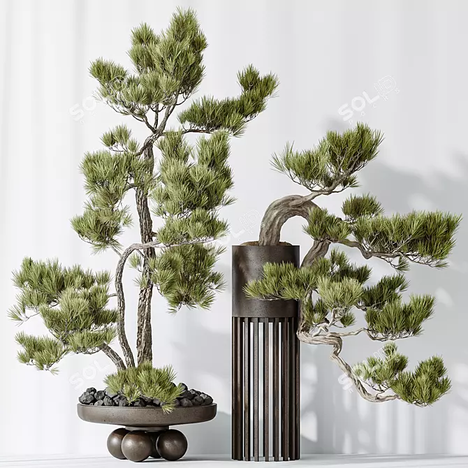 Premium Bonsai Pinus Set	with Textures 3D model image 4