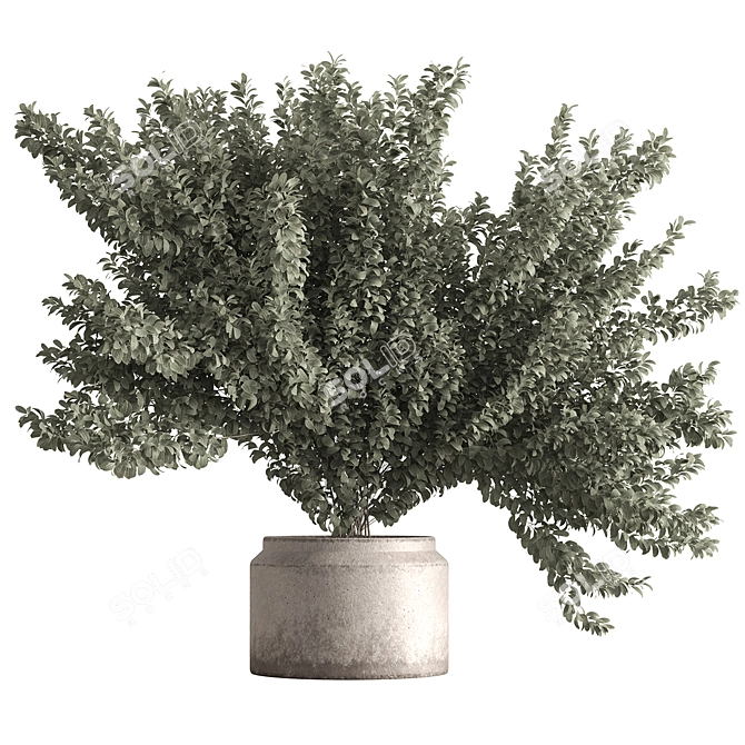 Ficus 787 - Potted Tree 3D model image 1