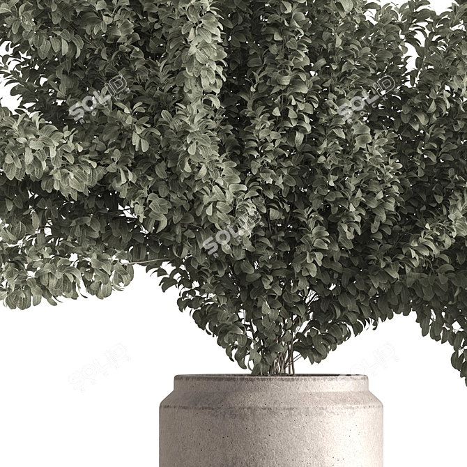 Ficus 787 - Potted Tree 3D model image 2