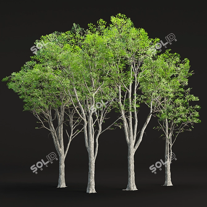 Realistic Oak Trees Model Vol.2 3D model image 1