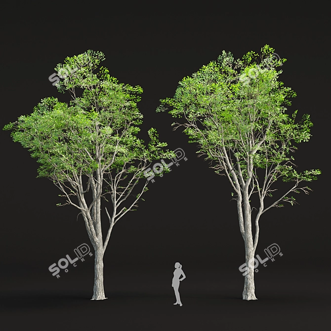 Realistic Oak Trees Model Vol.2 3D model image 2