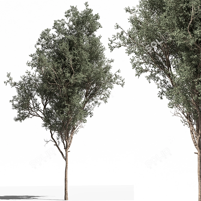 Russian Fig Tree Set 338 3D model image 1