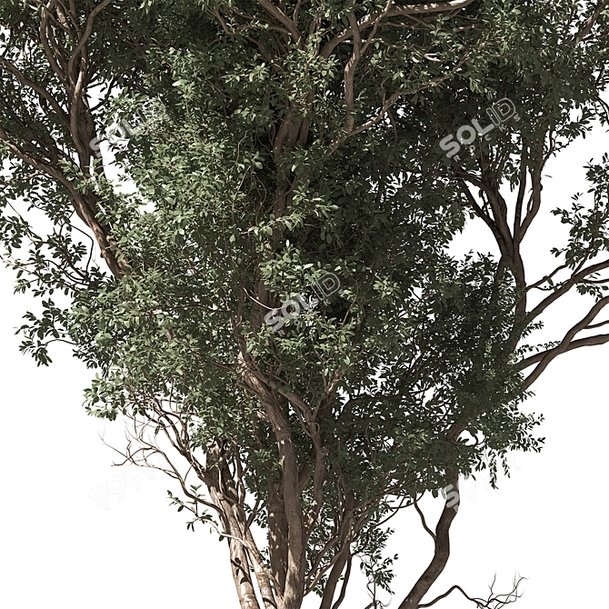 Russian Fig Tree Set 338 3D model image 2