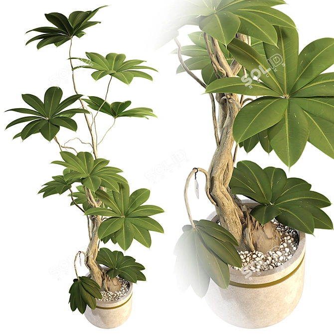3D Plant & Decor Collection 3D model image 5