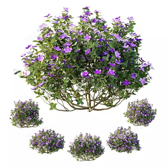 Purple Princess Flower Bush 3D Model 3D model image 1