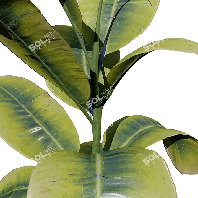 Modern Fiddle Leaf Fig Plant 3D model image 2