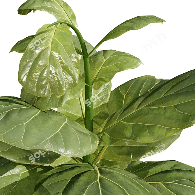 Modern Fiddle Leaf Fig Plant 3D model image 6