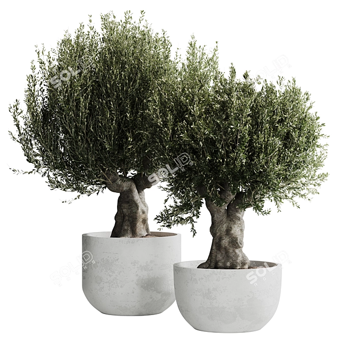 Corona-Ready Olive Plant Set 3D model image 1