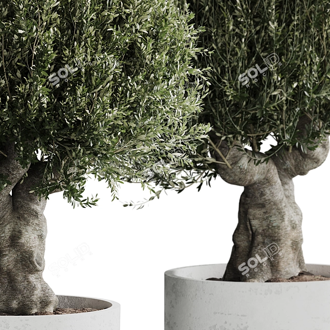 Corona-Ready Olive Plant Set 3D model image 4