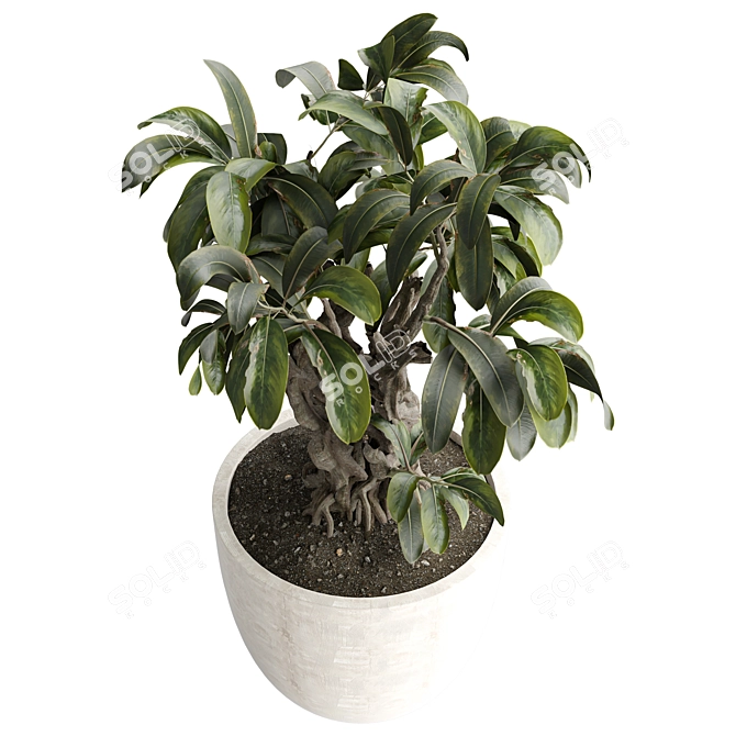 Modern Indoor Plant 531 Decor 3D model image 2