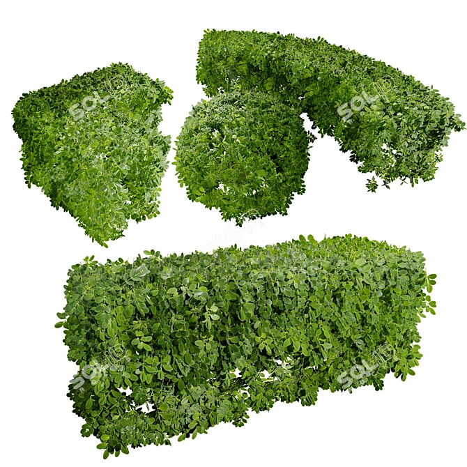 Realistic Boxwood 3D Model 3D model image 1