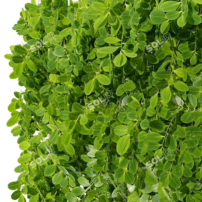 Realistic Boxwood 3D Model 3D model image 3