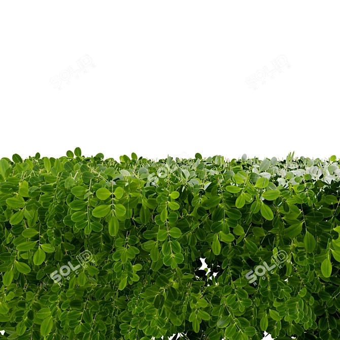 Realistic Boxwood 3D Model 3D model image 7