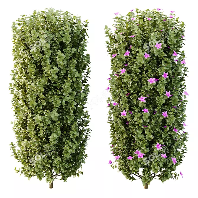 Neotropical Glory Bush 3D Model 3D model image 3