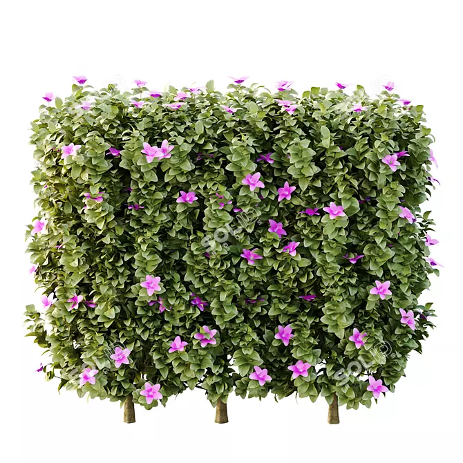 Neotropical Glory Bush 3D Model 3D model image 4