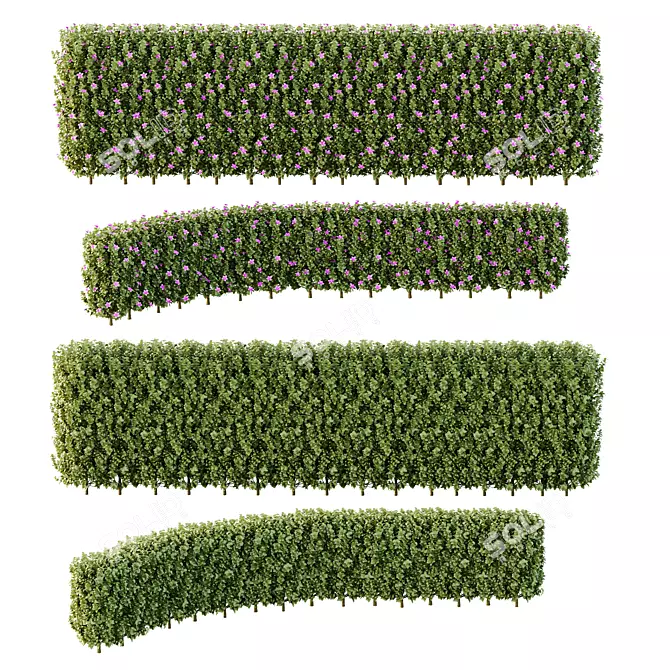 Neotropical Glory Bush 3D Model 3D model image 5