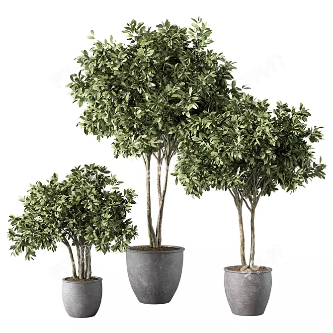 Modern Indoor Plant Set Trio 3D model image 1